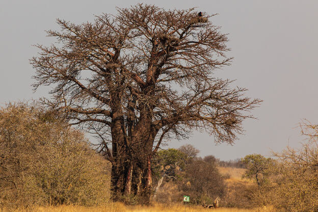 Timbavati